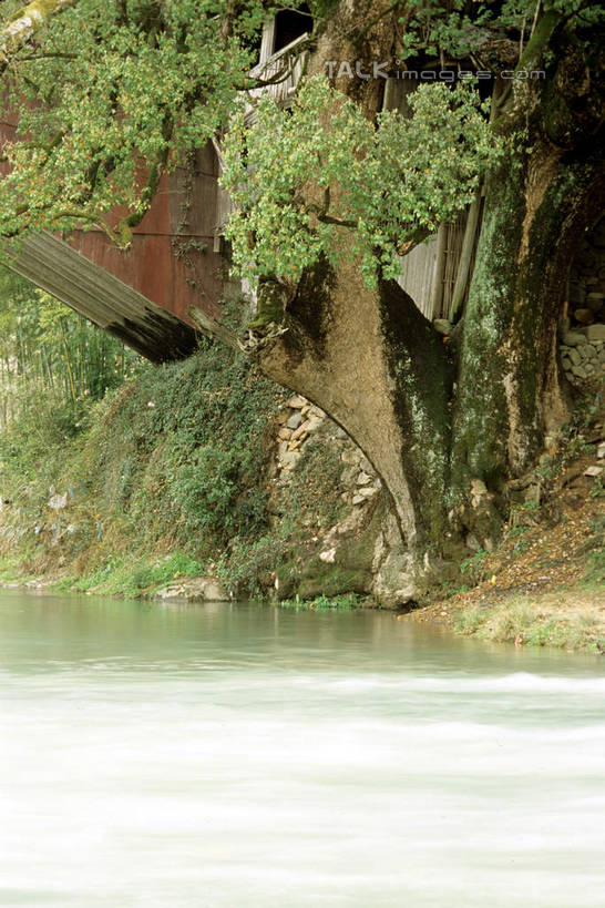 无人,竖图,室外,白天,正面,旅游,度假,河流,美景,树林,水,植物,中国,亚洲,木板,河水,景观,水流,桥,木桥,娱乐,浙江,栈桥,树,树木,浙江省,绿色,自然,享受,休闲,景色,放松,生长,成长,人行桥,木板桥,自然风光,东亚,泰顺,泰顺县,中华人民共和国,华东地区,浙,温州,温州市,彩图,shcm1
