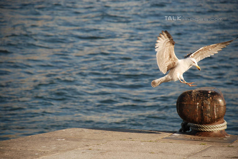 无人,横图,室外,白天,侧面,河流,水,海鸟,海鸥,鸟,葡萄牙,欧洲,飞翔,伸展,张开,展翅,阴影,波纹,飞行,光线,翅膀,鸟类,影子,河水,水流,涟漪,翱翔,注视,飞,波尔图,一只,倒影,水纹,阳光,波浪,观察,看,观看,察看,倒映,关注,南欧,张开翅膀,水晕,葡萄牙共和国,反照,展开翅膀,彩图,全身,shqxy1