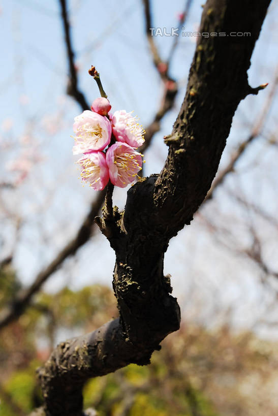 无人,竖图,室外,特写,白天,仰视,美景,植物,阴影,朦胧,模糊,盛开,光线,影子,景观,梅花,枝条,花蕾,花,花瓣,花朵,鲜花,树,树木,树枝,粉色,蓝色,绿色,蓝天,天空,阳光,自然,天,花苞,花蕊,景色,生长,晴朗,成长,高雅,坚强,自然风光,万里无云,虬枝,枝杈,春梅,梅,晴空,晴空万里,红梅,彩图,低角度拍摄,shqxy1