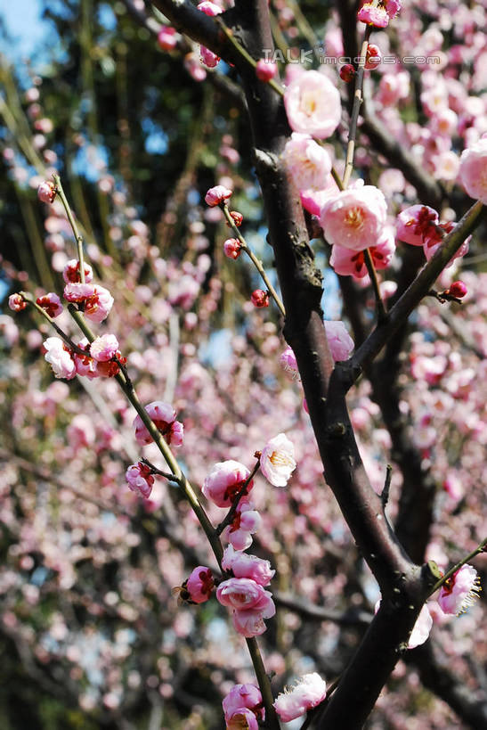 无人,竖图,室外,特写,白天,正面,美景,植物,阴影,朦胧,模糊,盛开,光线,影子,景观,梅花,枝条,花蕾,花,花瓣,花朵,鲜花,树,树木,树枝,粉色,蓝色,绿色,蓝天,天空,阳光,自然,天,花苞,花蕊,景色,生长,晴朗,成长,高雅,坚强,自然风光,万里无云,虬枝,枝杈,春梅,梅,晴空,晴空万里,红梅,彩图,shqxy1