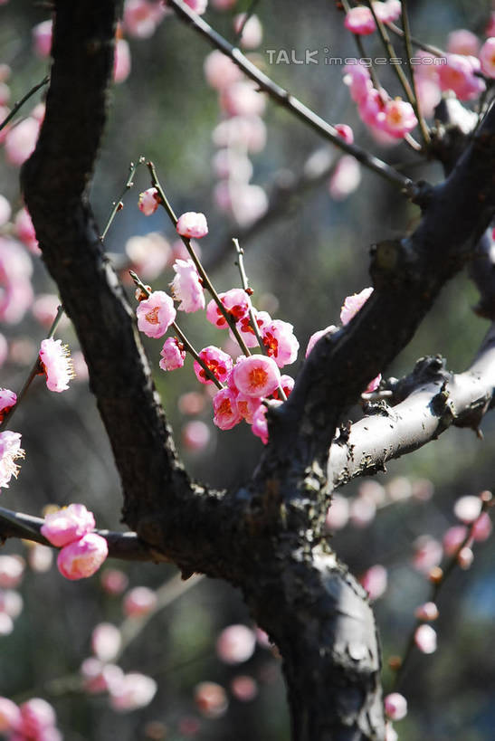 无人,竖图,室外,特写,白天,正面,美景,植物,阴影,朦胧,模糊,盛开,光线,影子,景观,梅花,枝条,花蕾,花,花瓣,花朵,鲜花,树,树木,树枝,粉色,蓝色,绿色,蓝天,天空,阳光,自然,天,花苞,花蕊,景色,生长,晴朗,成长,高雅,坚强,自然风光,万里无云,虬枝,枝杈,春梅,梅,晴空,晴空万里,红梅,彩图,shqxy1