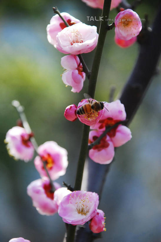 无人,竖图,室外,特写,白天,正面,美景,植物,阴影,朦胧,模糊,盛开,光线,影子,景观,梅花,枝条,花蕾,花,花瓣,花朵,鲜花,树,树木,树枝,粉色,蓝色,绿色,蓝天,天空,阳光,自然,天,花苞,花蕊,景色,生长,晴朗,成长,高雅,坚强,自然风光,万里无云,虬枝,枝杈,春梅,梅,晴空,晴空万里,红梅,彩图,shqxy1