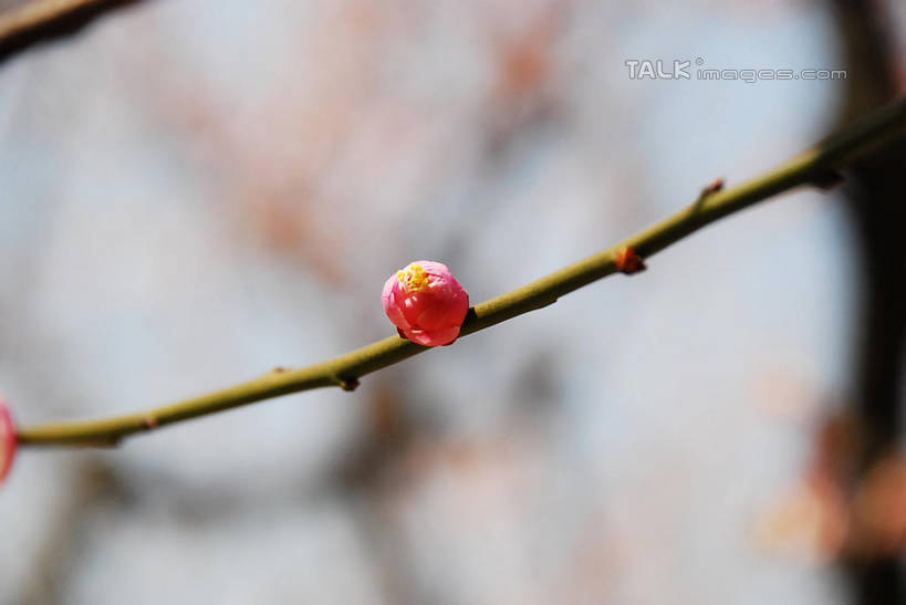无人,横图,室外,特写,白天,仰视,美景,植物,阴影,朦胧,模糊,盛开,光线,影子,景观,梅花,枝条,花蕾,花,花瓣,花朵,鲜花,树,树木,树枝,粉色,蓝色,绿色,蓝天,天空,阳光,自然,天,花苞,花蕊,景色,生长,晴朗,成长,高雅,坚强,自然风光,万里无云,虬枝,枝杈,春梅,梅,晴空,晴空万里,红梅,彩图,低角度拍摄,shqxy1