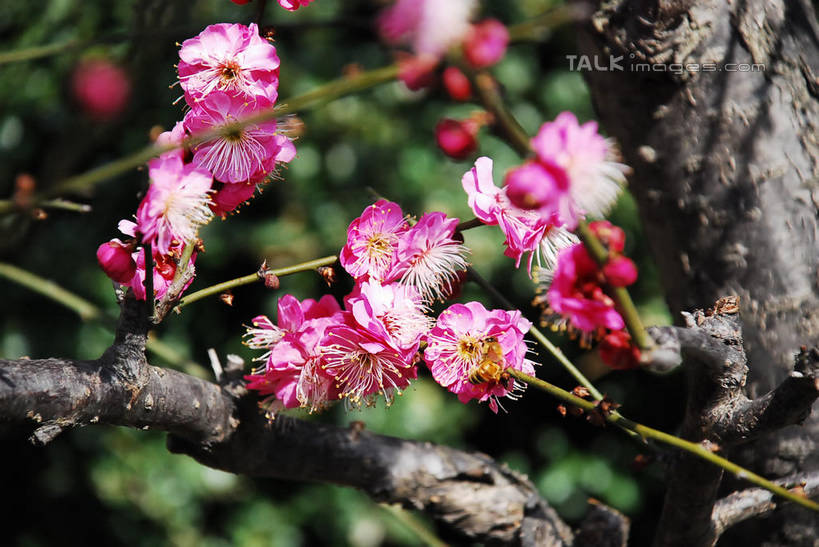 无人,横图,室外,特写,白天,正面,美景,植物,阴影,朦胧,模糊,盛开,光线,影子,景观,梅花,枝条,花蕾,花,花瓣,花朵,鲜花,树,树木,树枝,粉色,绿色,阳光,自然,花苞,花蕊,景色,生长,成长,高雅,坚强,自然风光,虬枝,枝杈,春梅,梅,红梅,彩图,shqxy1