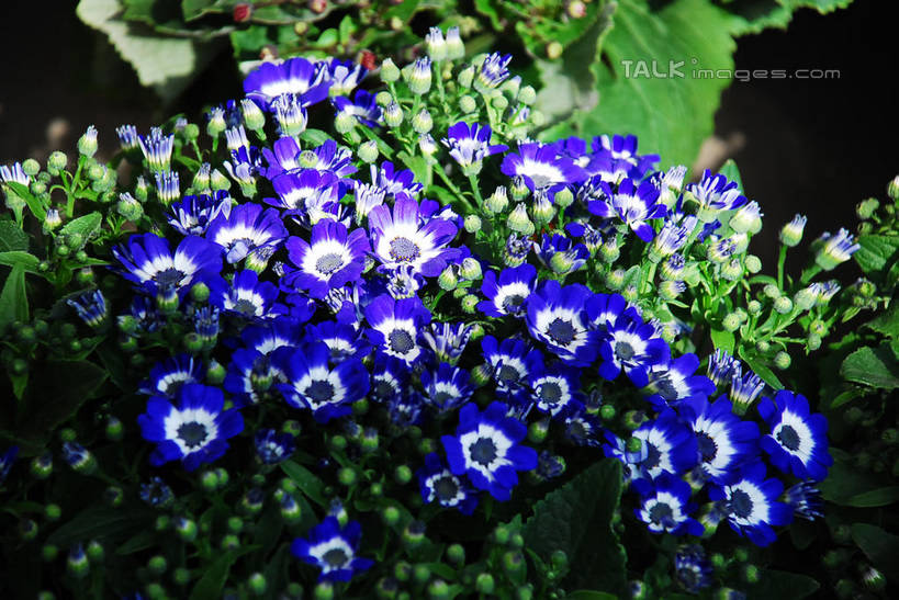 无人,横图,俯视,室外,特写,白天,花海,花圃,美景,植物,叶子,许多,阴影,盛开,光线,影子,景观,很多,花蕾,花,花瓣,花朵,花卉,鲜花,蓝色,绿色,白色,阳光,自然,花丛,花束,花田,花苞,花蕊,景色,自然风光,彩图,高角度拍摄,shqxy1