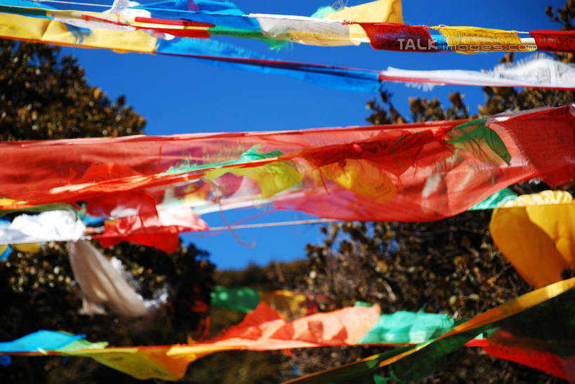 无人,横图,彩色,室外,白天,仰视,植物,中国,亚洲,阴影,飘扬,光线,影子,迪庆,云南,经幡,树,树木,蓝色,绿色,蓝天,天空,阳光,自然,天,生长,晴朗,成长,飘逸,五颜六色,色彩斑斓,飞扬,五彩缤纷,东亚,迪庆藏族自治州,云南省,万里无云,风马旗,中华人民共和国,西南地区,五彩斑斓,滇,迪庆州,五光十色,晴空,晴空万里,彩图,低角度拍摄,shqxy1