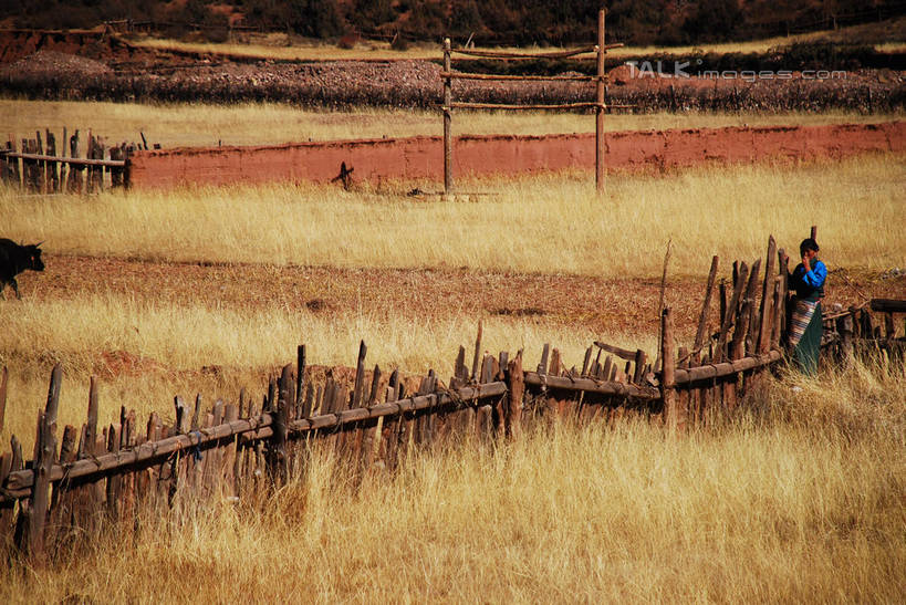 东方人,一个人,农民,农田,栏杆,站,横图,室外,白天,正面,民族服装,旅游,度假,庄稼,农作物,草地,草原,草坪,美景,植物,牛,中国,亚洲,仅一个男性,仅一个人,阴影,服装,枯萎,光线,影子,栅栏,荒野,景观,旷野,篱笆,热带,围栏,注视,黄种人,娱乐,护栏,芒康,西藏,草,仅一个年轻男性,衣服,阳光,自然,动物,观察,看,站着,享受,休闲,家畜,景色,放松,服饰,牲畜,观看,死亡,察看,衣着,穿着,关注,自然风光,原野,荒原,藏,东亚,西藏自治区,中华人民共和国,西南地区,衣饰,枯败,男人,男性,年轻男性,亚洲人,佃农,农场主,农夫,农工,乡下人,小农,庄稼人,站立,彩图,全身,传统服装,民俗服,耕地,庄稼田,芒康县,shqxy1