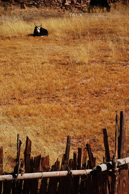 东方人,一个人,农民,农田,栏杆,站,竖图,室外,白天,正面,民族服装,旅游,度假,庄稼,农作物,草地,草原,草坪,美景,植物,牛,中国,亚洲,仅一个男性,仅一个人,阴影,服装,枯萎,光线,影子,栅栏,荒野,景观,旷野,篱笆,热带,围栏,注视,黄种人,娱乐,护栏,芒康,西藏,草,仅一个年轻男性,衣服,阳光,自然,动物,观察,看,站着,享受,休闲,家畜,景色,放松,服饰,牲畜,观看,死亡,察看,衣着,穿着,关注,自然风光,原野,荒原,藏,东亚,西藏自治区,中华人民共和国,西南地区,衣饰,枯败,男人,男性,年轻男性,亚洲人,佃农,农场主,农夫,农工,乡下人,小农,庄稼人,站立,彩图,全身,传统服装,民俗服,耕地,庄稼田,芒康县,shqxy1