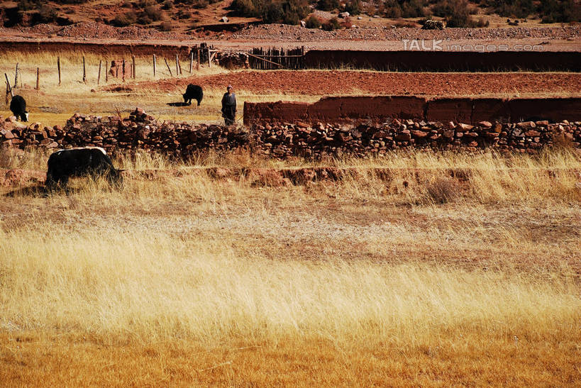 东方人,一个人,农民,农田,栏杆,站,横图,室外,白天,正面,民族服装,旅游,度假,庄稼,农作物,草地,草原,草坪,美景,植物,牛,中国,亚洲,仅一个男性,仅一个人,阴影,服装,枯萎,光线,影子,栅栏,荒野,景观,旷野,篱笆,热带,围栏,注视,黄种人,娱乐,护栏,芒康,西藏,草,仅一个年轻男性,衣服,阳光,自然,动物,观察,看,站着,享受,休闲,家畜,景色,放松,服饰,牲畜,观看,死亡,察看,衣着,穿着,关注,自然风光,原野,荒原,藏,东亚,西藏自治区,中华人民共和国,西南地区,衣饰,枯败,男人,男性,年轻男性,亚洲人,佃农,农场主,农夫,农工,乡下人,小农,庄稼人,站立,彩图,全身,传统服装,民俗服,耕地,庄稼田,芒康县,shqxy1