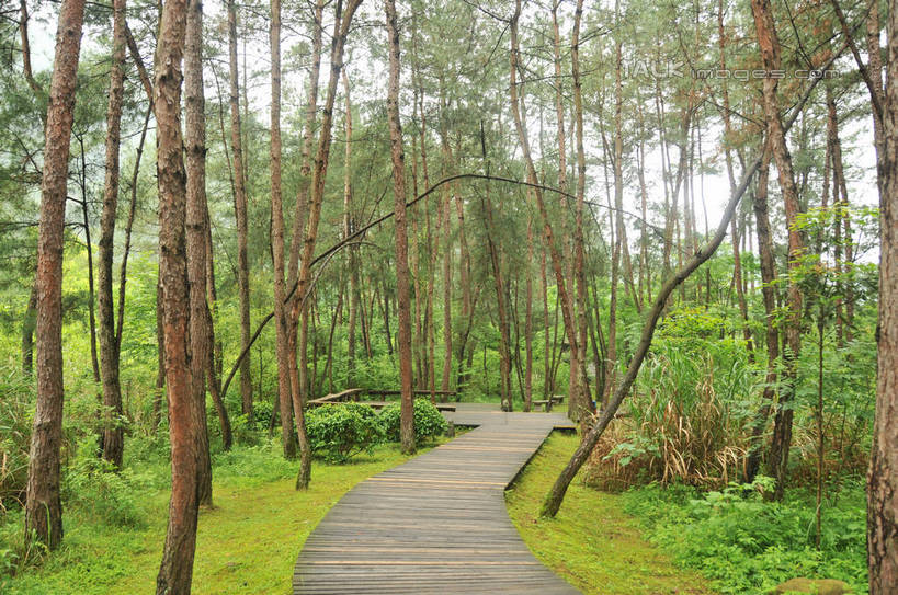 无人,横图,室外,白天,正面,旅游,度假,草地,草坪,美景,植物,道路,路,中国,亚洲,一排,许多,整齐,木板,景观,小路,交通,娱乐,浙江,草,树,树干,树木,浙江省,排列,绿色,天空,自然,天,享受,休闲,景色,放松,生长,成长,队列,自然风光,东亚,中华人民共和国,华东地区,浙,丽水,丽水市,缙云,缙云县,鼎湖峰,仙都,仙都风景名胜区,彩图,shsgf1