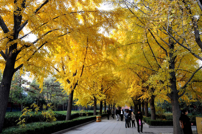 东方人,走,横图,室外,白天,正面,旅游,度假,草地,草坪,名胜古迹,秋季,植物,标志建筑,道路,地标,建筑,路,叶子,北京,中国,亚洲,行人,游客,游人,服装,遗迹,小路,枯叶,落叶,交通,首都,许多人,休闲装,黄种人,古迹,文物,娱乐,建设,古建筑,路人,旅客,草,树,树木,衣服,绿色,自然,一群人,享受,休闲,休闲服,旅游胜地,放松,服饰,生长,成长,古文明,东亚,雍和宫,中华人民共和国,东城区,北京市,京,北平,华北地区,过客,男人,男性,年轻男性,年轻女性,女人,女性,亚洲人,叶,叶片,秋,秋天,步行,散步,走路,彩图,全身,雍和宫大街,shsgf1