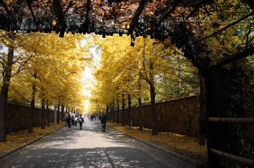 东方人,公园,栏杆,走,横图,室外,白天,正面,旅游,度假,草地,草坪,名胜古迹,秋季,树林,植物,标志建筑,道路,地标,建筑,路,叶子,北京,圆明园,中国,亚洲,行人,游客,游人,阴影,服装,遗迹,光线,影子,围栏,小路,常春藤,爬山虎,枯叶,落叶,草药,交通,首都,许多人,休闲装,黄种人,古迹,文物,娱乐,建设,古建筑,护栏,中药,路人,旅客,草,树,树木,衣服,绿色,天空,阳光,自然,天,一群人,享受,休闲,休闲服,旅游胜地,放松,服饰,生长,成长,药材,中草药,爬墙虎,古文明,东亚,海淀区,中药材,本草,地锦,趴山虎,巴山虎,中华人民共和国,北京市,京,北平,华北地区,过客,男人,男性,年轻男性,年轻女性,女人,女性,亚洲人,叶,叶片,秋,秋天,步行,散步,走路,彩图,全身,圆明园遗址,圆明园遗址公园,常青藤,shsgf1