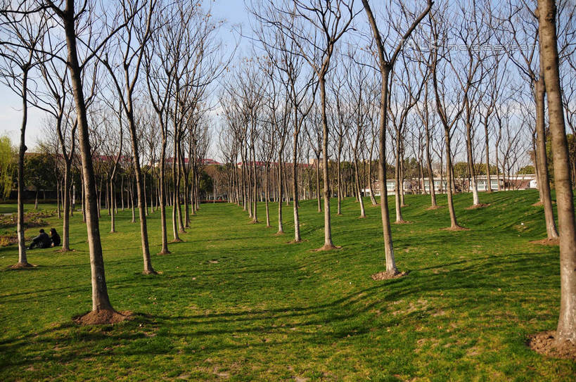 无人,公园,横图,室外,白天,正面,旅游,度假,草地,草坪,美景,植物,上海,中国,亚洲,一排,阴影,整齐,并列,并排,光线,影子,景观,云,云朵,云彩,娱乐,草,树,树木,排列,蓝色,绿色,白云,蓝天,天空,阳光,自然,天,享受,休闲,景色,放松,生长,晴朗,成长,申,队列,自然风光,平行,东亚,闵行区,上海市,闵行体育公园,中华人民共和国,沪,华东地区,晴空,彩图,shsgf1