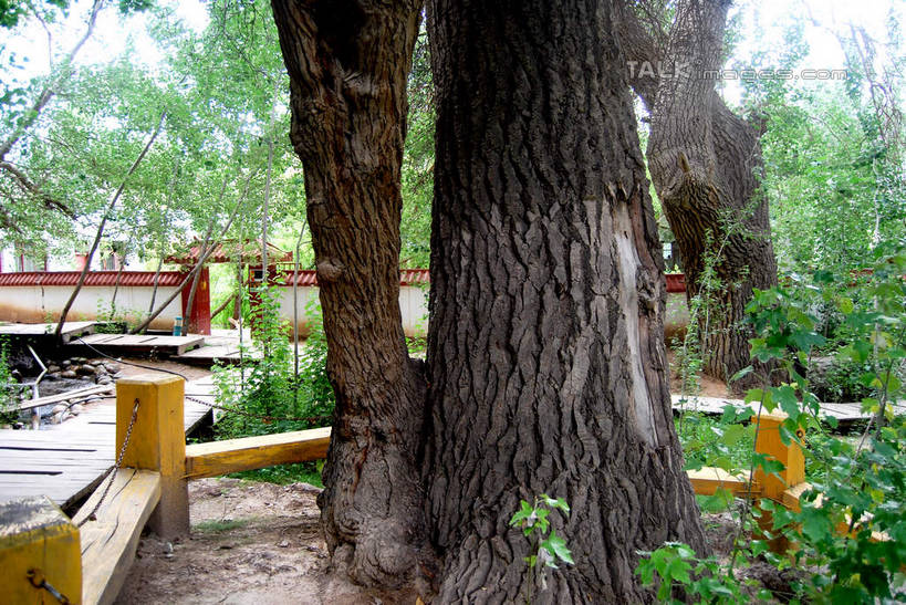 无人,栏杆,横图,室外,白天,正面,旅游,度假,美景,植物,中国,亚洲,栅栏,景观,篱笆,围栏,树桩,娱乐,护栏,树,树干,树木,绿色,自然,享受,休闲,木桩,景色,放松,生长,成长,自然风光,东亚,新疆,阿克苏,阿克苏市,中华人民共和国,新疆维吾尔自治区,西北地区,彩图,阿克苏地区,新,shsgf1