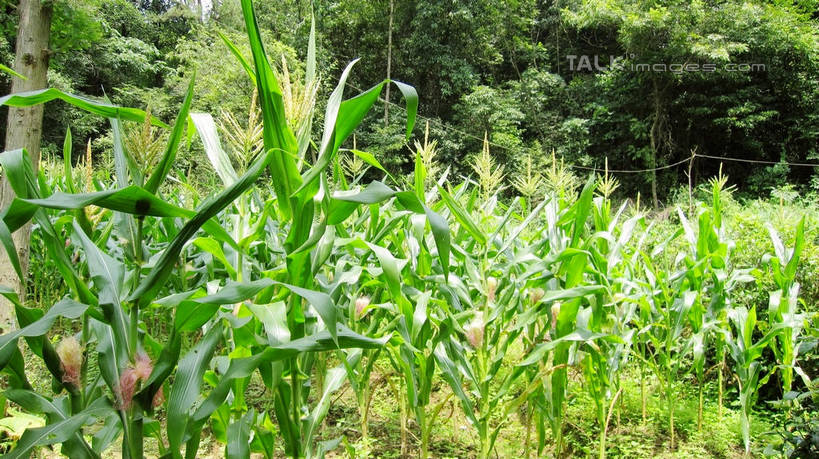 无人,农田,横图,室外,白天,正面,旅游,度假,庄稼,农作物,草地,草坪,美景,树林,植物,中国,亚洲,阴影,光线,影子,景观,娱乐,浙江,草,树,树木,浙江省,绿色,阳光,自然,享受,休闲,五泄,小雁荡,诸暨市,景色,放松,生长,成长,自然风光,东亚,绍兴,中华人民共和国,华东地区,浙,绍兴市,玉米田,彩图,耕地,庄稼田,五泄风景区,shslj1