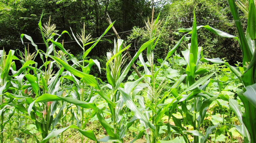 无人,农田,横图,室外,白天,正面,旅游,度假,庄稼,农作物,草地,草坪,美景,树林,植物,中国,亚洲,阴影,光线,影子,景观,娱乐,浙江,草,树,树木,浙江省,绿色,阳光,自然,享受,休闲,五泄,小雁荡,诸暨市,景色,放松,生长,成长,自然风光,东亚,绍兴,中华人民共和国,华东地区,浙,绍兴市,玉米田,彩图,耕地,庄稼田,五泄风景区,shslj1