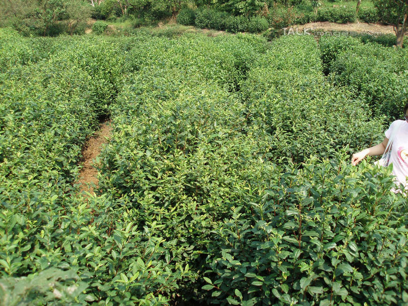 东方人,一个人,站,横图,室外,白天,正面,旅游,度假,幸福,草地,草坪,美景,树林,植物,茶,道路,路,中国,亚洲,仅一个年轻女性,仅一个女性,仅一个人,阴影,服装,光线,影子,景观,小路,茶叶,交通,休闲装,黄种人,娱乐,茶园,草,树,树木,衣服,绿色,阳光,自然,站着,享受,休闲,温馨,休闲服,景色,放松,乐趣,服饰,生长,成长,提神,舒适,自然风光,醒脑,茶场,东亚,中华人民共和国,年轻女性,女人,女性,亚洲人,站立,半身,彩图,shslj1