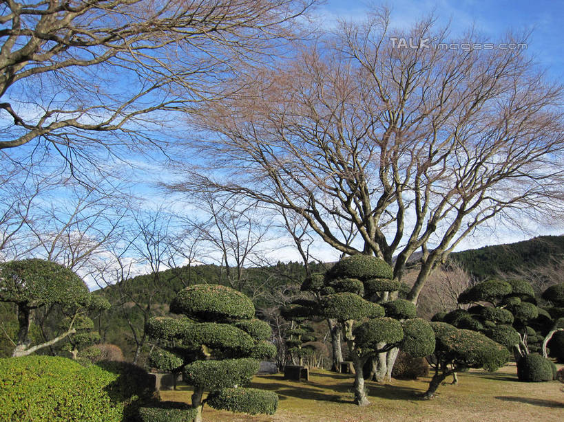 无人,横图,室外,白天,正面,旅游,度假,石头,美景,山,山脉,植物,日本,亚洲,阴影,光线,盆栽,石子,影子,景观,山顶,山峰,云,云朵,盆景,山峦,云彩,娱乐,树,树木,蓝色,绿色,白云,蓝天,天空,阳光,自然,群山,天,享受,休闲,景色,放松,生长,晴朗,成长,自然风光,东亚,沉积岩,日本国,颠峰,极峰,水成岩,盆景树,盆栽树,石块,岩石,晴空,彩图,shslj1