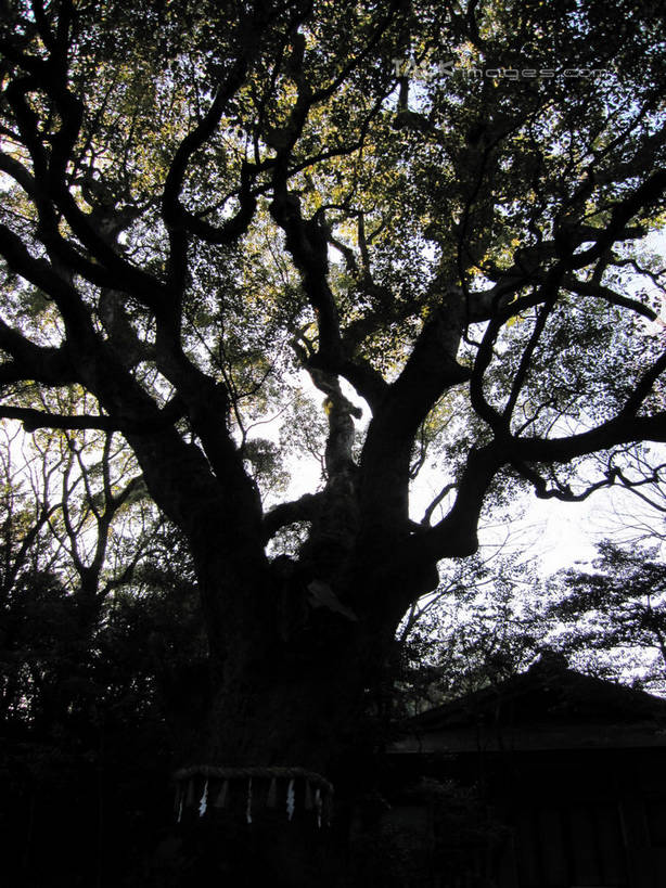 无人,竖图,室外,白天,仰视,美景,树林,植物,阴影,节日,光线,影子,景观,背光,文化,传统,树,树木,蓝色,绿色,蓝天,天空,阳光,自然,草绳,绳子,天,祈祷,健康,景色,许愿,信仰,生长,晴朗,成长,纪念,绳索,祈求,自然风光,逆光,万里无云,注连绳,稻草绳,平安,晴空,晴空万里,彩图,低角度拍摄,shslj1