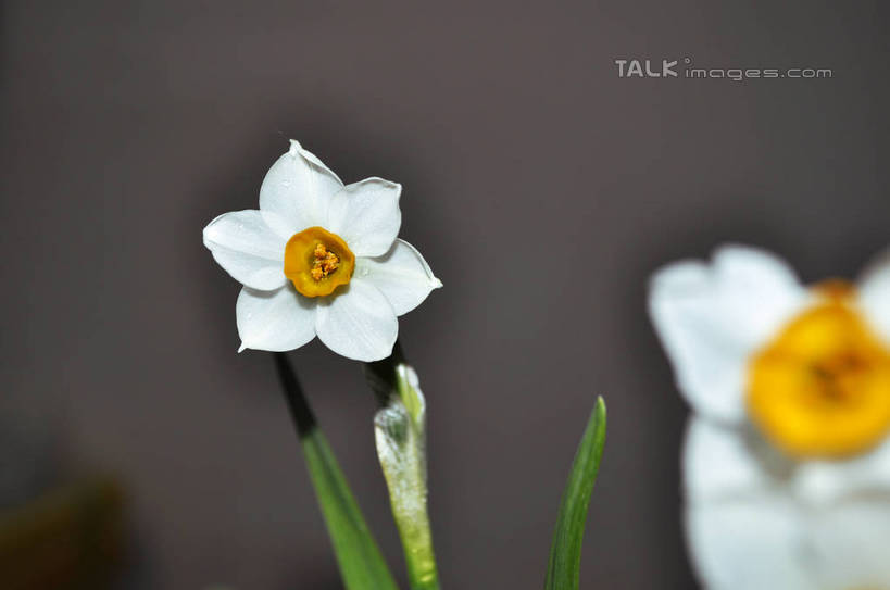 无人,横图,室内,特写,白天,正面,水仙花,灰色背景,朦胧,模糊,盛开,花蕾,花,花瓣,花朵,鲜花,两朵,白色,花苞,花蕊,摄影,影棚,摄影棚,金盏银台,玉玲珑,女史花,雅蒜,天蒜,黄水仙,凌波仙子,水仙,天葱,五色水仙,洋水仙,彩图,影棚拍摄,拍摄,丁香水仙,shslj1