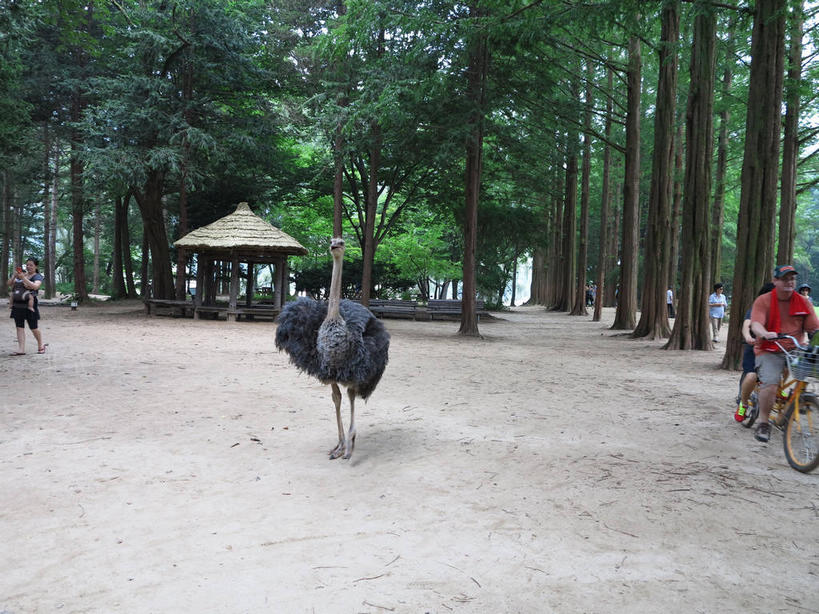 东方人,站,坐,横图,室外,白天,正面,旅游,度假,美景,森林,树林,植物,道路,路,自行车,松树,鸟,鸵鸟,帽子,春川,南怡岛,韩国,亚洲,行人,游客,游人,服装,鸟类,纺织物,墨镜,眼镜,亭子,景观,小路,交通,许多人,注视,休闲装,黄种人,娱乐,运动帽,路人,旅客,车,脚踏车,树,树木,一只,骑,衣服,绿色,自然,太阳镜,太阳眼镜,毛巾,凉亭,交通工具,观察,看,清洁,站着,一群人,骑车,享受,休闲,休闲服,鸭舌帽,遮阳镜,景色,放松,服饰,双人自行车,生长,成长,观看,保暖,察看,关注,自然风光,载具,杉树,坚定,透气,东亚,防水,长寿,贞洁,大韩民国,江原道,春川市,水杉,储水,耐磨,吸水,过客,男人,男性,女人,女性,中年男性,中年女性,亚洲人,站立,坐着,半身,彩图,道,shslj1