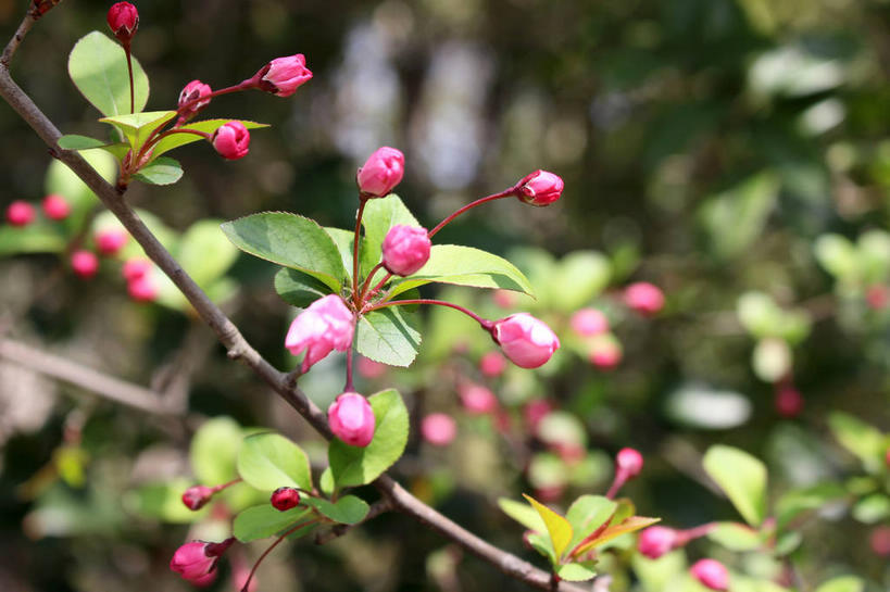 无人,横图,室外,特写,白天,正面,美景,植物,海棠花,叶子,许多,朦胧,模糊,景观,海棠,绿叶,枝条,很多,花蕾,花,花瓣,花朵,鲜花,树,树木,树枝,粉色,绿色,自然,花苞,花蕊,嫩叶,景色,生长,成长,呵护,自然风光,解语花,虬枝,枝杈,叶,叶片,彩图,垂丝海棠,shslj1