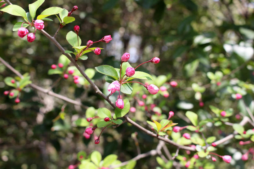 无人,横图,室外,特写,白天,正面,美景,植物,海棠花,叶子,许多,朦胧,模糊,盛开,景观,海棠,绿叶,枝条,很多,花蕾,花,花瓣,花朵,鲜花,树,树木,树枝,粉色,绿色,自然,花苞,花蕊,嫩叶,景色,生长,成长,呵护,自然风光,解语花,虬枝,枝杈,叶,叶片,彩图,垂丝海棠,shslj1