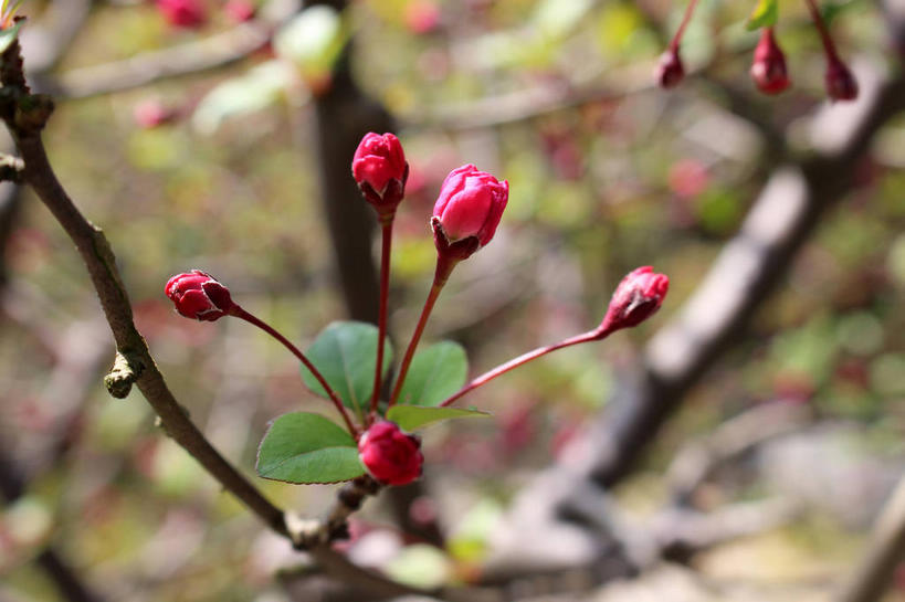 无人,横图,室外,特写,白天,正面,美景,植物,海棠花,叶子,许多,朦胧,模糊,景观,海棠,绿叶,枝条,很多,花蕾,花,花瓣,花朵,鲜花,树,树木,树枝,粉色,绿色,自然,花苞,花蕊,嫩叶,景色,生长,成长,呵护,自然风光,解语花,虬枝,枝杈,叶,叶片,彩图,垂丝海棠,shslj1