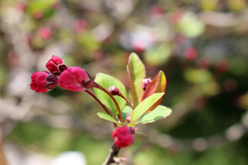 无人,横图,室外,特写,白天,正面,美景,植物,海棠花,叶子,许多,朦胧,模糊,景观,海棠,绿叶,枝条,很多,花蕾,花,花瓣,花朵,鲜花,树,树木,树枝,粉色,绿色,自然,花苞,花蕊,嫩叶,景色,生长,成长,呵护,自然风光,解语花,虬枝,枝杈,叶,叶片,彩图,垂丝海棠,shslj1
