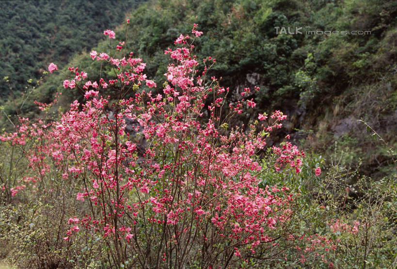 无人,横图,室外,白天,正面,旅游,度假,花海,花圃,美景,植物,杜鹃花,叶子,中国,亚洲,盛开,景观,杜鹃,花蕾,娱乐,临安,浙江,花,花瓣,花朵,花卉,鲜花,浙江省,绿色,自然,花丛,花束,花田,花苞,花蕊,享受,休闲,景色,放松,喜悦,克制,自然风光,东亚,中华人民共和国,华东地区,浙,红杜鹃,满山红,清明花,清时,山踯躅,红踯躅,节制,欣喜,山石榴,映山红,彩图,临安市,shtjw1
