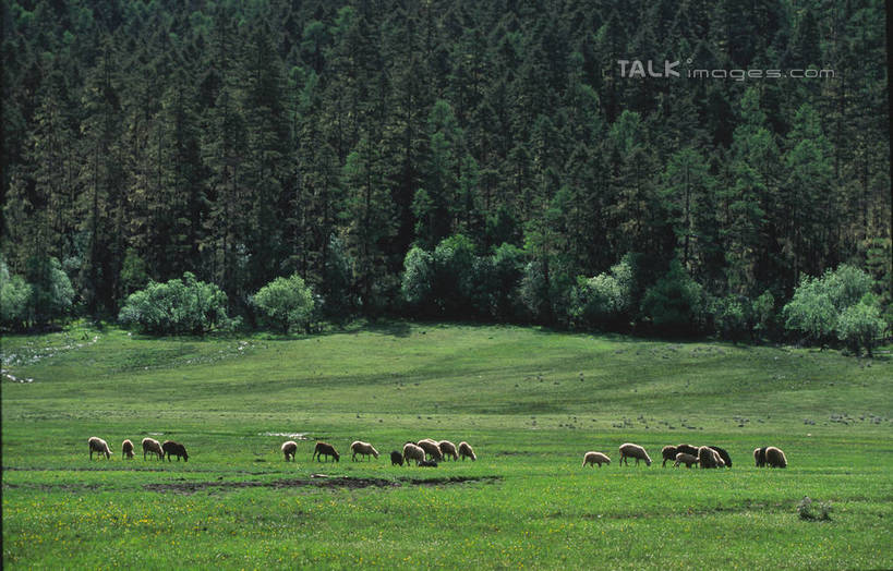 无人,站,横图,室外,白天,正面,旅游,度假,草地,草坪,美景,树林,植物,羊,香格里拉,中国,亚洲,许多,阴影,光线,影子,景观,很多,注视,娱乐,迪庆,云南,草,树,树木,绿色,阳光,自然,动物,观察,看,站着,享受,休闲,家畜,景色,放松,牲畜,生长,成长,观看,察看,关注,自然风光,东亚,中甸,迪庆藏族自治州,云南省,中华人民共和国,西南地区,滇,迪庆州,香格里拉县,绵羊,站立,彩图,全身,shtjw1