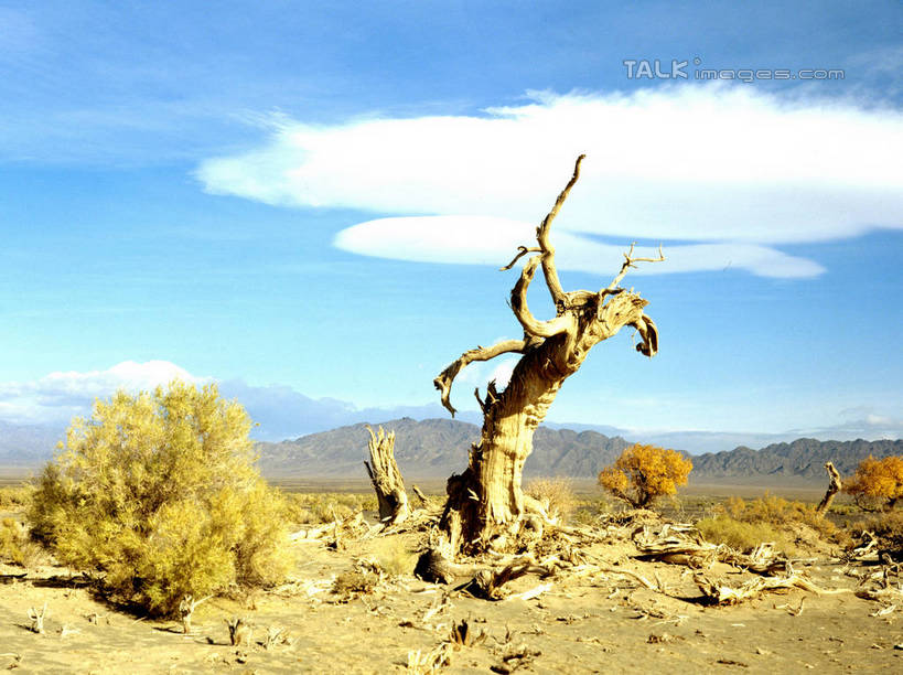 无人,横图,室外,白天,仰视,旅游,度假,美景,植物,阴影,光线,影子,景观,云,云朵,云彩,娱乐,树,树木,蓝色,绿色,白云,蓝天,天空,阳光,自然,天,享受,休闲,景色,放松,生长,晴朗,成长,杨树,自然风光,胡杨,晴空,彩图,低角度拍摄,shtjw1