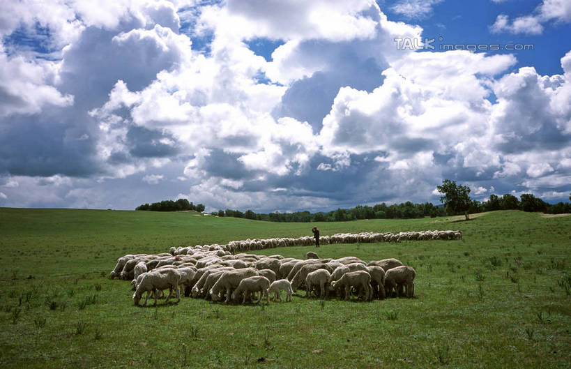无人,站,横图,室外,白天,正面,旅游,度假,草地,草原,美景,植物,羊,中国,亚洲,许多,阴影,光线,影子,景观,旷野,云,云朵,很多,云彩,注视,娱乐,草,树,树木,蓝色,绿色,白云,蓝天,天空,阳光,自然,动物,天,观察,看,站着,享受,休闲,家畜,景色,放松,牲畜,生长,晴朗,成长,观看,察看,关注,自然风光,原野,东亚,塞罕坝,中华人民共和国,华北地区,河北,河北省,冀,承德,承德市,晴空,绵羊,站立,彩图,全身,围场县,围场满族蒙古族自治县,shtjw1