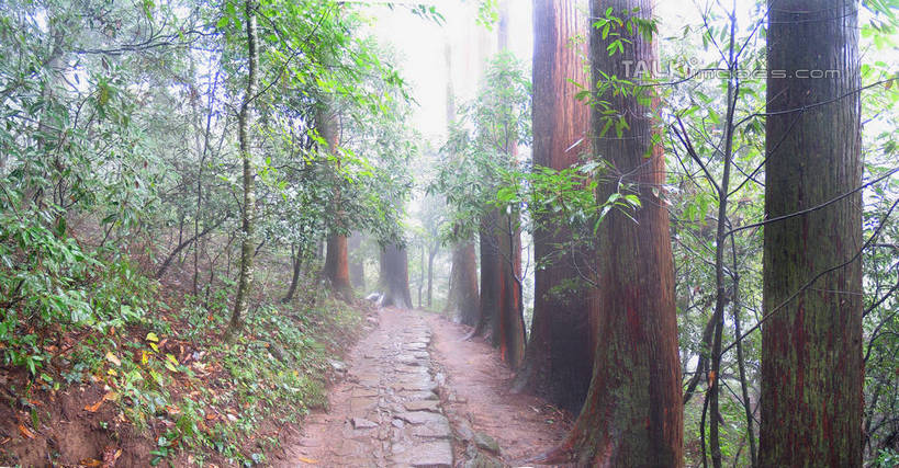 无人,横图,室外,白天,正面,旅游,度假,美景,森林,树林,植物,雾,道路,路,中国,亚洲,阴影,朦胧,模糊,光线,影子,景观,小路,交通,娱乐,临安,浙江,树,树木,浙江省,绿色,阳光,自然,享受,休闲,景色,放松,乡间小路,生长,成长,杭州,迷雾,自然风光,东亚,天目山,杭州市,中华人民共和国,华东地区,省会,浙,大雾,彩图,临安市,shtjw1