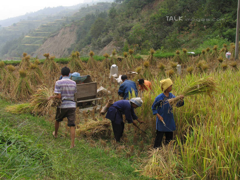 东方人,伙伴,朋友,农民,农田,站,横图,室外,白天,旅游,度假,友谊,合作,团队,农业,庄稼,农作物,石头,美景,山,山脉,中国,亚洲,握,服装,石子,头巾,稻田,景观,山顶,山峰,山峦,许多人,拿,拿着,注视,休闲装,黄种人,娱乐,背面,衣服,自然,群山,观察,看,站着,一群人,享受,休闲,休闲服,景色,放松,战略,握着,服饰,观看,察看,关注,自然风光,东亚,沉积岩,贵州,贵州省,黎平,肇兴,中华人民共和国,黔,西南地区,联合,合谋,黔东南,黔东南州,黔东南苗族侗族自治州,颠峰,极峰,水成岩,配合,协作,男人,男性,女人,女性,中年男性,中年女性,亚洲人,石块,岩石,佃农,农场主,农夫,农工,乡下人,小农,庄稼人,站立,彩图,全身,耕地,庄稼田,黎平县,shtjw1