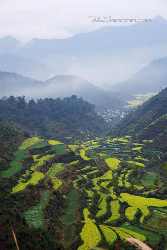 无人,农田,竖图,俯视,航拍,室外,白天,旅游,度假,庄稼,梯田,农作物,日出,花海,花圃,美景,山,山脉,太阳,植物,雾,叶子,中国,亚洲,朦胧,模糊,曲折,弯曲,盛开,纹路,纹理,景观,山峰,朝霞,晨曦,黎明,山峦,花蕾,娱乐,官坑,江西,婺源,花,花瓣,花朵,花卉,鲜花,绿色,阳光,自然,花丛,花束,花田,群山,花苞,花蕊,油菜花,享受,休闲,景色,放松,蜿蜒,迷雾,鸟瞰,自然风光,东亚,江西省,肌理,中华人民共和国,华东地区,赣,婺源县,上饶,上饶市,朝阳,大雾,彩图,高角度拍摄,耕地,庄稼田,卯时,破晓,日始,官坑村,段莘乡,芸苔,芸薹,shwf1