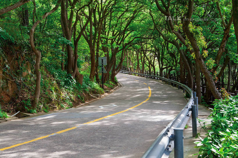 无人,栏杆,横图,室外,白天,正面,旅游,度假,美景,树林,植物,道路,路,公路,中国,亚洲,阴影,曲折,弯曲,光线,影子,景观,围栏,分界线,枝条,柏油马路,停车线,交通,娱乐,浙江,护栏,树,树木,树枝,浙江省,绿色,阳光,自然,享受,休闲,景色,放松,蜿蜒,生长,成长,车行道,车行道分界线,柏油路,自然风光,标线,东亚,车行线,普陀区,普陀山,中华人民共和国,华东地区,浙,舟山,舟山市,虬枝,枝杈,马路,彩图,海天佛国,shwf1