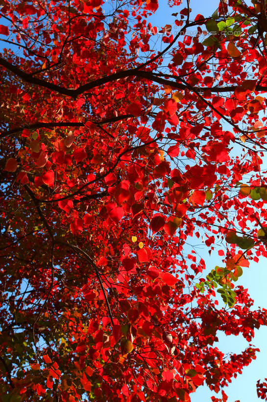 无人,竖图,室外,白天,仰视,旅游,度假,美景,秋季,树林,植物,上海,中国,亚洲,阴影,光线,影子,景观,娱乐,树,树木,红色,蓝色,蓝天,天空,阳光,自然,天,享受,休闲,景色,放松,生长,晴朗,成长,申,自然风光,黄浦区,东亚,上海市,万里无云,中华人民共和国,沪,华东地区,晴空,晴空万里,秋,秋天,彩图,低角度拍摄,雁荡路,复兴公园,shwf1