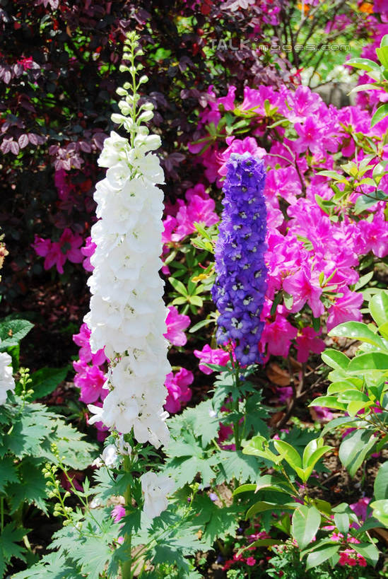 无人,竖图,室外,特写,白天,正面,花海,花圃,美景,植物,叶子,阴影,朦胧,模糊,盛开,光线,影子,景观,羽扇豆,鲁冰花,花蕾,花,花瓣,花朵,花卉,鲜花,粉色,绿色,紫色,白色,阳光,自然,花丛,花束,花田,花苞,花蕊,景色,母爱,自然风光,奉献,无私,苦涩,彩图,shxw1