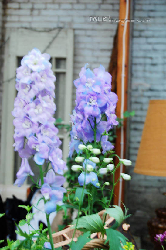 无人,竖图,室内,特写,白天,正面,智慧,叶子,朦胧,模糊,艺术,盛开,绿叶,花蕾,文化,花,花瓣,花朵,鲜花,紫色,插花,花苞,花蕊,嫩叶,插花艺术,创造,创作,想象,叶,叶片,彩图,shxw1