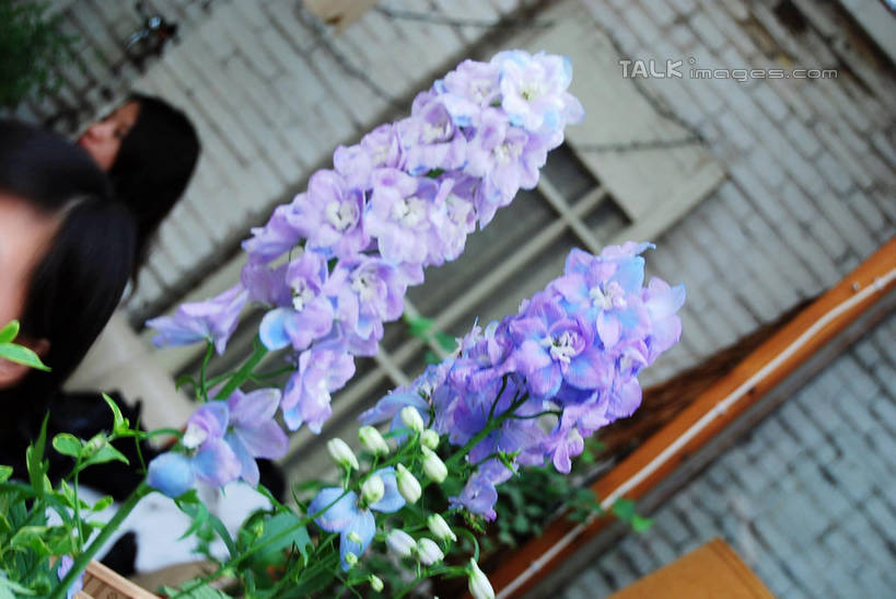 无人,横图,室内,特写,白天,正面,智慧,叶子,朦胧,模糊,艺术,盛开,绿叶,花蕾,文化,花,花瓣,花朵,鲜花,紫色,插花,花苞,花蕊,嫩叶,插花艺术,创造,创作,想象,叶,叶片,彩图,shxw1