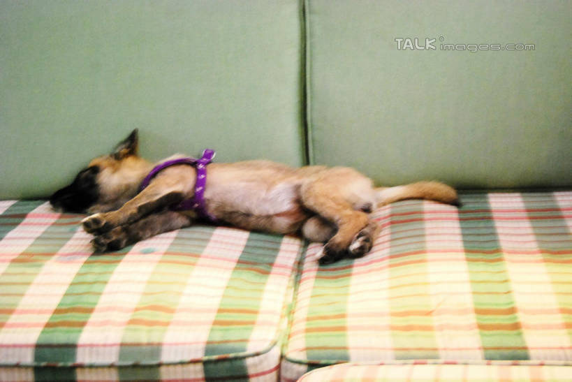 无人,客厅,躺,闭眼,睡,横图,室内,白天,正面,沙发,宠物,狗,狗绳,一只,动物,绳子,可爱,绳索,起居室,布艺沙发,狗链,牵引绳,忠诚,客堂,卧着,项圈,犬,闭眼睛,闭着眼,闭着眼睛,困,困觉,寝息,睡觉,躺着,卧,彩图,全身,狗链子,狗项圈,shxw1