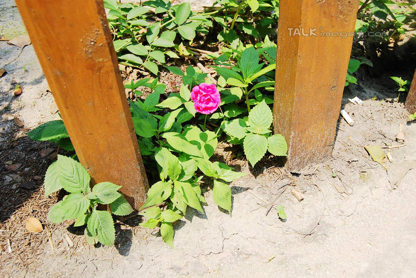 无人,栏杆,横图,俯视,室外,特写,白天,幸福,美景,月季花,叶子,阴影,朦胧,模糊,盛开,光线,影子,栅栏,景观,篱笆,围栏,绿叶,花蕾,护栏,花,花瓣,花朵,鲜花,一朵,粉色,阳光,自然,花苞,花蕊,嫩叶,景色,希望,自然风光,美艳,光荣,叶,叶片,月月红,月季,长春花,彩图,高角度拍摄,shxw1