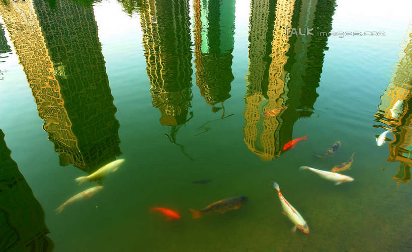 游泳,无人,高楼大厦,横图,俯视,室外,白天,度假,河流,美景,水,城市风光,标志建筑,城市,大厦,地标,建筑,摩天大楼,上海,中国,亚洲,许多,金鱼,鱼,河水,景观,水流,很多,娱乐,建设,鱼类,浦东,享受,休闲,景色,放松,申,水生动物,水生物,陆家嘴,浦东新区,东亚,上海市,中华人民共和国,沪,华东地区,观赏鱼,金鲫鱼,泅水,拍浮,彩图,高角度拍摄,全身,大楼,高层建筑,高楼,摩天楼,淡水生物,shyj1