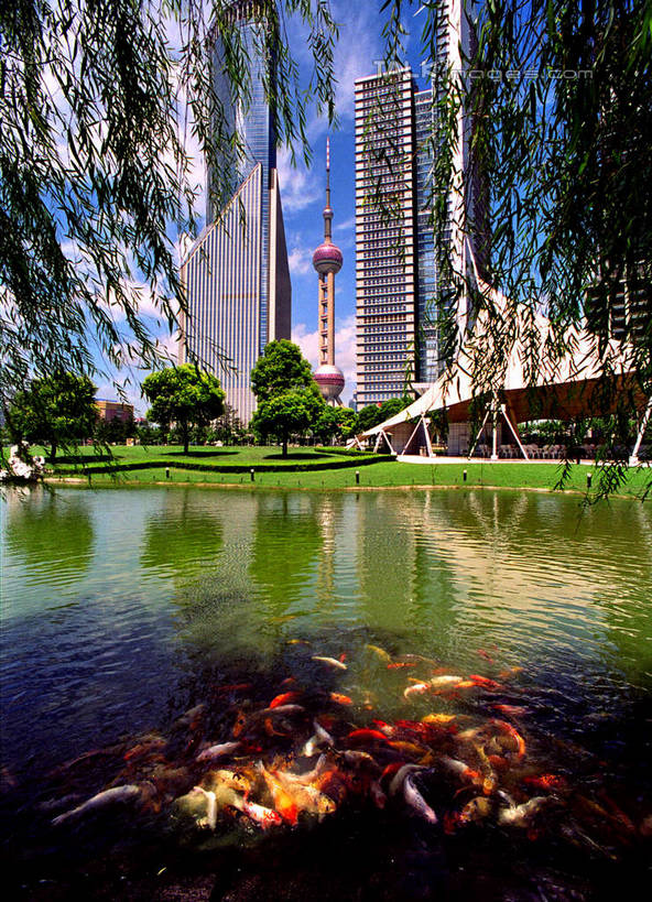 游泳,无人,高楼大厦,竖图,室外,白天,正面,度假,草地,草坪,河流,美景,水,植物,城市风光,标志建筑,城市,大厦,地标,建筑,摩天大楼,上海,中国,亚洲,一群,许多,阴影,光线,金鱼,鱼,影子,河水,景观,水流,云,云朵,很多,云彩,娱乐,建设,鱼类,东方明珠,浦东,草,树,树木,蓝色,绿色,白云,蓝天,天空,阳光,自然,天,享受,休闲,景色,放松,生长,晴朗,成长,申,水生动物,水生物,陆家嘴,浦东新区,东亚,东方明珠广播电视塔,东方明珠电视塔,上海市,中华人民共和国,沪,华东地区,陆家嘴中心绿地,上海陆家嘴中心绿地,观赏鱼,金鲫鱼,泅水,拍浮,晴空,彩图,全身,大楼,高层建筑,高楼,摩天楼,淡水生物,shyj1