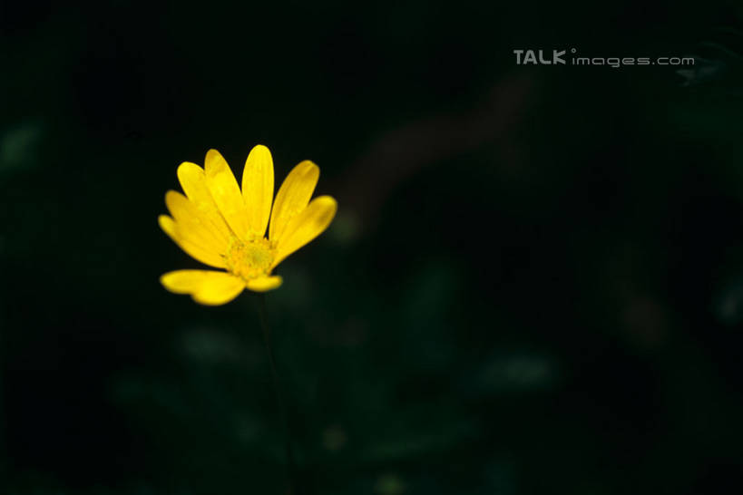 无人,横图,室外,特写,白天,正面,美景,阴影,盛开,光线,影子,景观,花蕾,花,花瓣,花朵,鲜花,一朵,黄色,阳光,自然,花苞,花蕊,景色,自然风光,彩图,shylt1