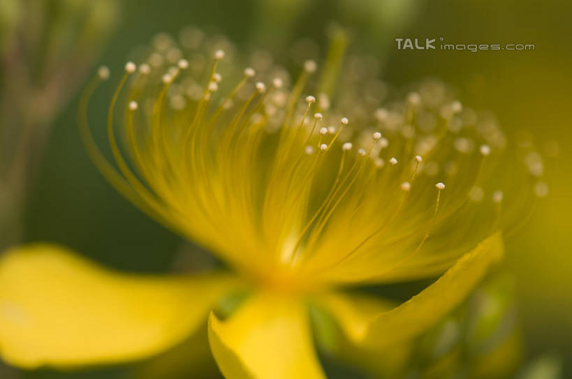 无人,横图,室外,特写,白天,正面,微距,美景,阴影,朦胧,模糊,盛开,光线,影子,景观,花蕾,花,花瓣,花朵,金丝桃,鲜花,黄色,阳光,自然,花苞,花蕊,景色,自然风光,弟切草,土连翘,复仇,彩图,微距摄影,shylt1