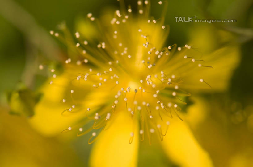 无人,横图,室外,特写,白天,正面,微距,美景,阴影,朦胧,模糊,盛开,光线,影子,景观,花蕾,花,花瓣,花朵,金丝桃,鲜花,黄色,阳光,自然,花苞,花蕊,景色,自然风光,弟切草,土连翘,复仇,彩图,微距摄影,shylt1