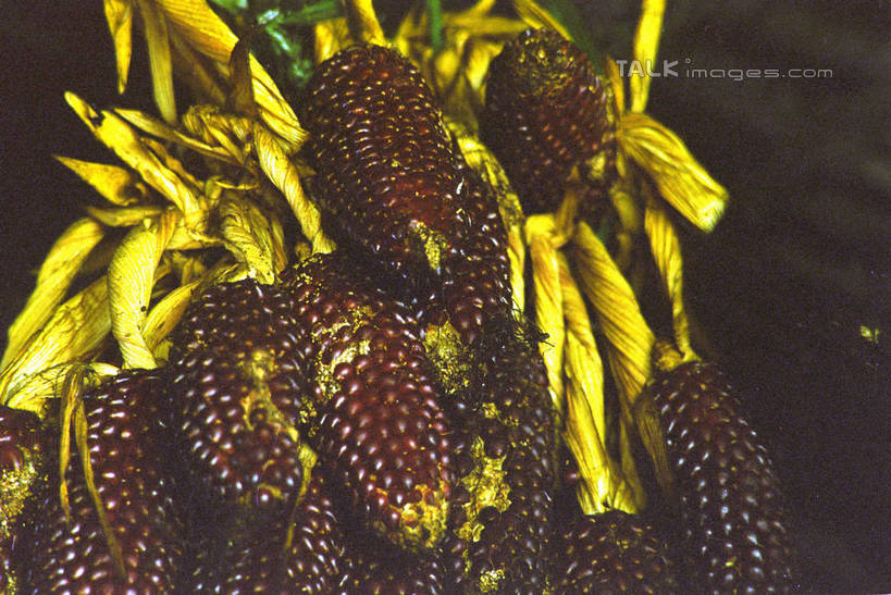 无人,横图,室外,特写,白天,正面,玉米,蔬菜,许多,新鲜,棒子,玉蜀黍,食品,很多,食物,紫色,有机食品,绿色食品,苞米,苞芦,苞谷,包谷,大蜀黍,番麦,薏米包,玉高粱,玉麦,珍珠米,彩图,紫玉米,shzwj1