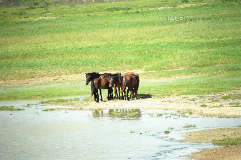 无人,站,横图,室外,白天,正面,旅游,度假,草地,草原,河流,美景,水,植物,马,野生动物,中国,亚洲,阴影,光线,影子,河水,景观,旷野,水流,注视,娱乐,草,绿色,倒影,阳光,自然,动物,观察,看,站着,享受,休闲,景色,放松,蒙,运输,牲畜,观看,察看,倒映,关注,自然风光,原野,东亚,内蒙古,锡林郭勒草原,中华人民共和国,华北地区,锡盟,锡林郭勒盟,内蒙古自治区,反照,站立,彩图,全身,shzwj1